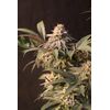 Lemon Cherry Runtz, Фасовка: 1, изображение 3